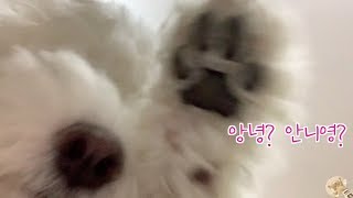 6세 강아지 별이의 소소한 일상 모음 "모두들 행복한 설 명절 보내세요~ 별이올림"