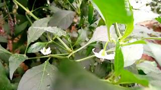 Wonderful chilly plant in haritha bio Park panamkuhi