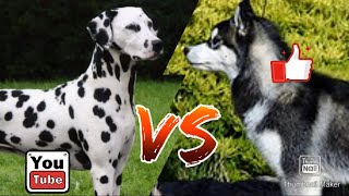 #Далматинец против Сибирский хаски//Animals Battle//
