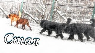 Три кобеля и одна сука на площадке