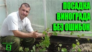 ПРОВЕРЕННЫЙ СПОСОБ ПОСАДКИ ВИНОГРАДА. ОШИБКИ ПРИ ПОСАДКЕ САЖЕНЦЕВ. СЕВЕРНЫЙ ВИНОГРАДНИК С "0"
