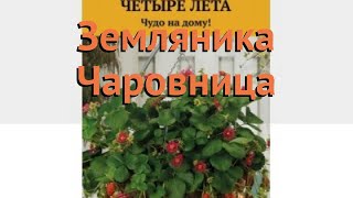 Земляника садовая Чаровница (charovnitsa) ? Чаровница обзор: как сажать, семена земляники Чаровница