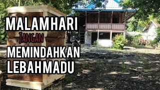 Budidaya Lebah, Jangan Memindahkan Ratu Lebah pada Malam Hari