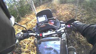 Pystis 2011. Crazy Finns, going into the woods.