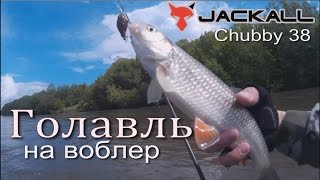 Ловля Голавля весной спиннингом на воблеры Jackall Chubby.