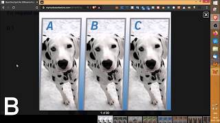QuizDiva Spot the Difference Puppy Spot the Different Dog Answers 15(20) Questions Score 100% MyNeo
