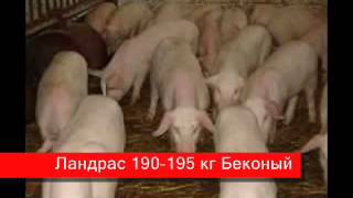 Содержание свиней в домашних условиях