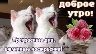 С Добрым Утром?самого доброго утра и хорошего дня !