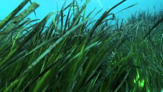 "Mediterranean Dreams" - BLUE WILD Spearfishing Video Contest 2013 - Winner