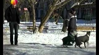 Американский стаффордширский терьер. "Живые истории"
