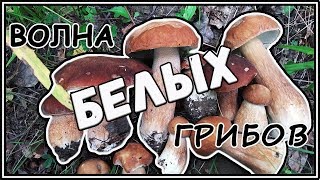 Белые грибы 25 июля. Сбор грибов. Жизнь в деревне.