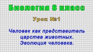 Биология 8 класс (Урок№1 - Человек как представитель царства животных. Эволюция человека.)