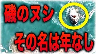 【石川県で釣り対決 #2】年なしと呼ばれる磯のヌシが現れた