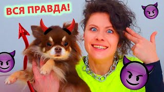 Миша стала хуже! Что вытворяет моя собака?! 10 фактов о моей собаке, День Рождения чихуа Миши