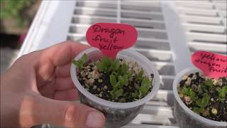 Выращивание дрконового фрукта (питайи) из семян/Groing Dragon fruit (pitaya) from seeds