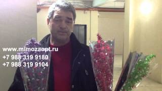 Мимоза оптом. Тюльпаны. Цветы из Абхазии. Купить мимозу оптом Москва