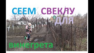Как мы сеяли свеклу для винегрета