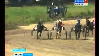 Саратовский жеребец - чемпион Орловских рысаков России