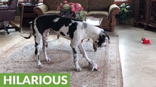 Squeaky toy sends Great Dane into howling fit