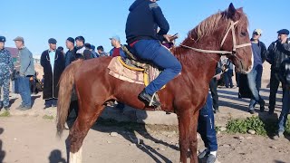 От Бозор Отлар Нархи  Сурхандарё Сариосиё Пайшанби От бозори