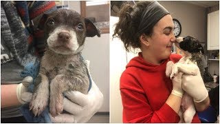 Puppies Found Covered In Latex Paint