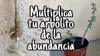 Como reproducir Arbolito de la abundancia // Reproducción por esquejes
