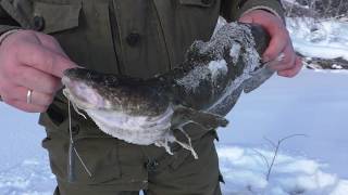 Проверка капканов на соболя, рыбалка на налима и окуня. Насыщенный день на природе.