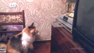 Wy cats hates CD-ROM? Почему кошки не любят CD проигрыватели?