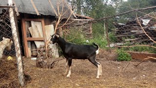 Американский альпиец с родословной ADGA. Почти)