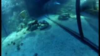 Pelengas Noname, Пеленгас ноунейм.часть 3. Тест ружей Пеленгас под водой.