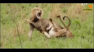 Wild Fauna / Возвращение Львов / Новый прайд Львов
