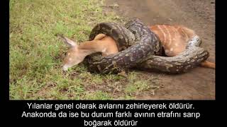 Dünyanın En Tehlikeli Hayvanı Anakonda