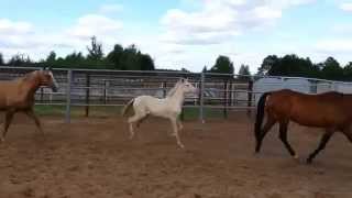 ООО "Ахалтекинец" Продажа ахалтекинских лошадей.Sales of Akhal-Teke horses http://akhaltekellc.com