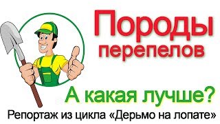 Породы перепелов. А какая лучше?