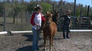 A GRADUATE STUDENT THERAPIST SHARES HER SUPPORT FOR EQUINE-ASSISTED PSYCHOTHERAPY