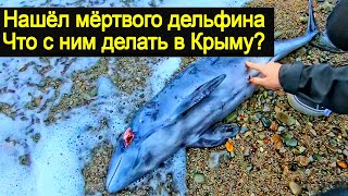 КРЫМ. ЧТО ДЕЛАТЬ, ЕСЛИ ВЫ НАШЛИ ДЕЛЬФИНА НА БЕРЕГУ?