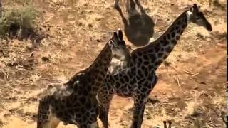 The Pack When Lions Attack  Nature Animal Documentary