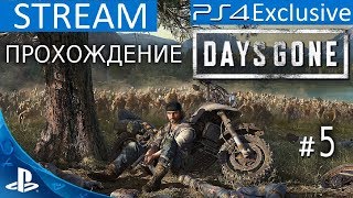 [PS 4] DAYS GONE / ЖИЗНЬ ПОСЛЕ ПРОХОЖДЕНИЕ ЭКСКЛЮЗИВА!!! | STREAM # 5