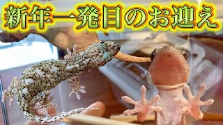 爬虫類倶楽部仙台店の謎のヤモリの種類を見分けたい！