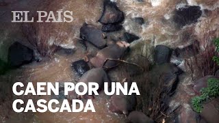 Seis ELEFANTES mueren al caer por una cascada en un parque natural de Tailandia