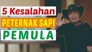 5 Kesalahan Peternak Sapi Pemula
