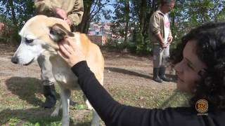 Fotos de Cachorro para Adoção