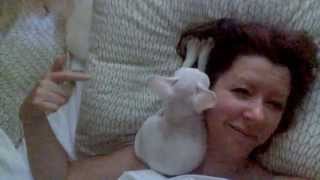 Ready to "sleep" with a Devon Rex kitten?!?
