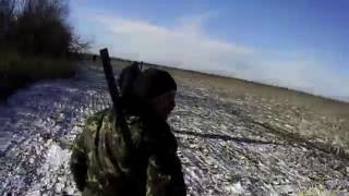 заяц в лежке