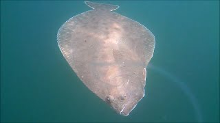 Revealing Flounder/Fluke Fishing with Live Bait Underwater View!