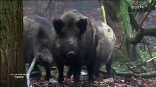 Jagd auf Wildschweine in Magdeburg MDR SACHSEN ANHALT HEUTE