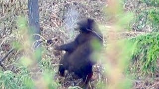 BIG black bear FREAKS out!!! Limitless 29