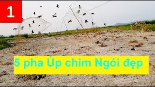 Amazing Top 5 The Best trapping brids, Bẫy Chim Ngói kỳ lạ