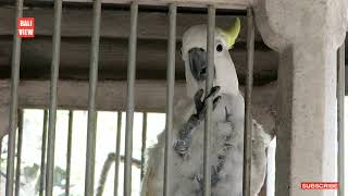 Burung Kakak Tua Jambul Kuning (Cacatua sulphurea)