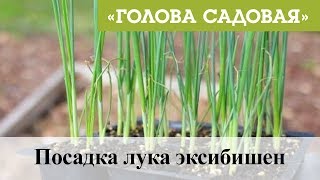 Голова садовая - Посадка лука эксибишен
